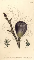 Figuier, Ficus carica (illustration de Sydenham Edwards, gravure de F. Sansom)