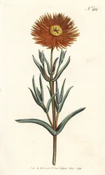 Souci figuier