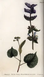 Feuilles florales et bouquet violet de bractées terminales de sauge verte (ou sauge hormine) et de tilleuls