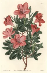 Rhododendron ou azalée de fleuriste - Gravure par S. Watts d