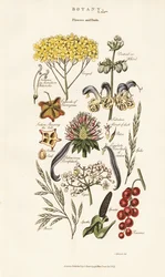 Arrangements de fleurs et de fruits