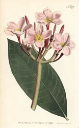 Frangipanier