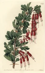 Fuchsia de Californie (illustration de Sarah Drake, gravure de S. Watts)