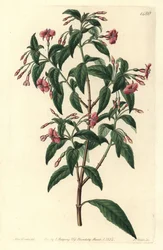Variété de fuchsia - Fuchsia bacillaris. Hybride naturel entre Fuchsia microphylla subsp. microphylla et Fuchsia thymifolia subsp. thymifolia. Gravure à la main en couleur par S. Watts d