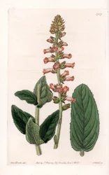 Genera Variete - du Botanical Register de Sydenham Edwards