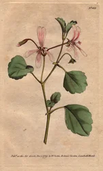 Géranium à feuilles d