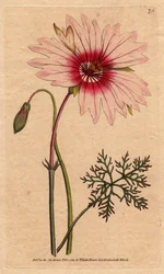 Monsonia à grandes fleurs roses