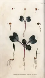Germination de graines de radis, de blé tendre et d