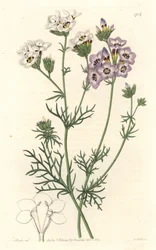 Gilia tricolor, variétés blanches et violettes, originaire de Californie - Gravure de S. Watts d