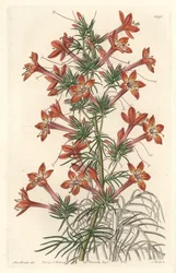 Gilie à feuille de coronope ou Ipomopside élégante - Eau-forte par S. Watts d