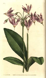 Giroselle de Virginie - Primevère américaine ou Dodecatheon de Mead, Dodecatheon meadia. Gravure sur cuivre coloriée à la main d