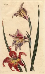 Glaïeul avec grandes fleurs en épis ou grand afrikaner brun