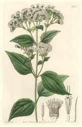 Eupatoire glanduleuse, originaire du Mexique