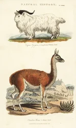 Chèvre et lama - Capra aegagrus et Lama glama