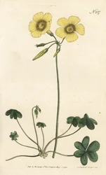 Oxalis caprina