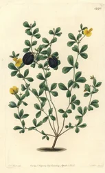 Gompholobium épais