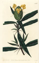 Barleria à fleurs de houblon