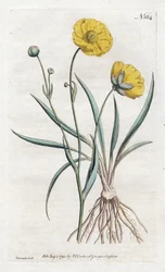 Renoncule à feuilles de graminée (lithographie de Sydenham Edwards, Botanical Magazine de William Curtis)
