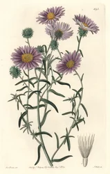 Aster gris, originaire de Californie - du Botanical Register