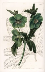 Hellébore à fleurs vertes variété