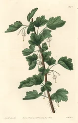 Groseillier, originaire d