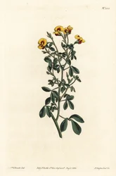 Goodia velue, Goodia lotifolia var. pubescens (Goodia pubescens). Gravure à la main par F. Sansom Jr. d