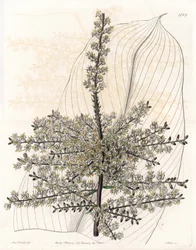 Épinard hawaïen ou roseau des Indes - Planche gravée par S. Watts d