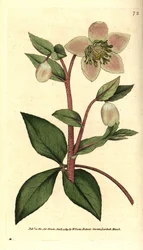 Hellébore livide ou noire - Hellébore livide ou pourpre, Helleborus lividus. Gravure sur cuivre coloriée à la main d