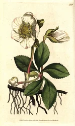 Hellébore noir ou rose de Noël, Helleborus niger. Gravure sur cuivre coloriée à la main d