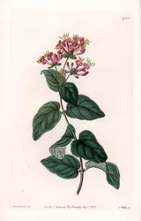 Herb variete - du Botanical Register de Sydenham Edwards