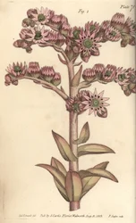 Joubarbe, Sempervivum tectorum, Dodecagynia, fleur hermaphrodite à 12 pistils