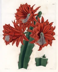 Disocactus hybride (cactus orchidée)