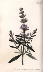 Hysope ou hysope officinale