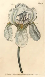 Iris florentina, Iris germanica nothovar