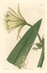 Ismene, Narcisse ou Jonquille du Pérou - Eau-forte par S. Watts d
