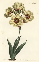 Ixia à fleurs crème