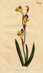 Ixia à corolle ringente de couleurs jaune, pourpre et marron