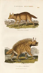 Chacal et hyène rayée