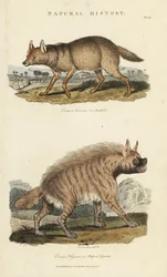 Chacal doré et hyène rayée - Canis aureus et Hyaena hyaena