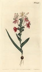 Lapeirousia pyramidalis (Lapeyrousia à épis feuillus, Lapeyrousia fissifolia). Gravure sur cuivre coloriée à la main par F. Sansom Jr. d