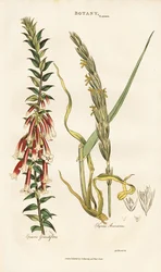 Epacris à grandes fleurs et herbe de Lyme