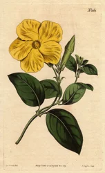 Grande fleur jaune des savanes