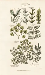 Formes et dispositions des feuilles