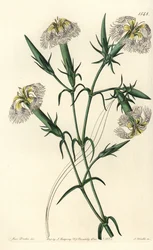 Œillet du Liban (espèce en danger) - Œillet du Liban, Dianthus libanotis. Espèce en danger. Gravure sur cuivre coloriée à la main par S. Watts d