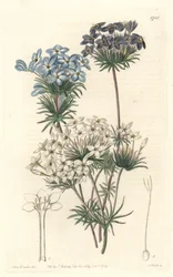 Leptosiphon androsace, originaire de Californie