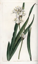 Libertia, endémique du Chili