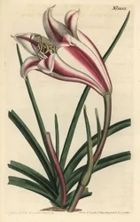 Lys variété