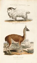 Chèvre à longues cornes et lama