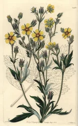 Variété de potentille à longues feuilles - Potentilla longifolia