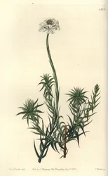 Sphenotoma à longues feuilles (illustration de Sarah Drake, gravure de S. Watts)